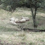 Moutons