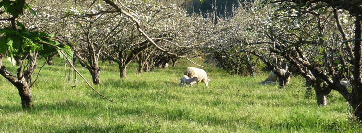 Verger de pommiers où broute les moutons