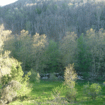 Prairie de pommiers qui mène à la rivière