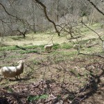 Moutons en hiver